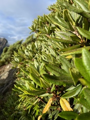 Rhododendron pseudochrysanthum