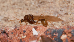 Aphaenogaster