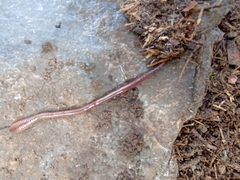 Lumbricus