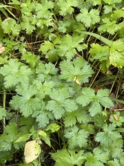 Geranium pyrenaicum