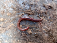 Lumbricus