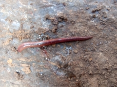 Lumbricus