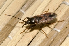 Eremocoris fenestratus