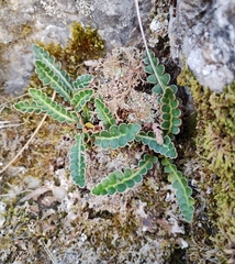 Asplenium ceterach