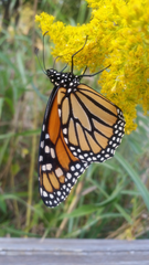 Danaus plexippus