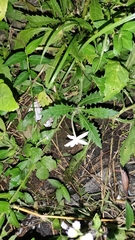 Hippobroma longiflora