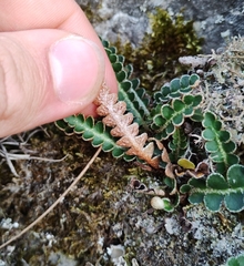 Asplenium ceterach