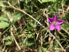 Geranium nepalense thunbergii
