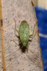 Orthotylus flavosparsus