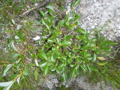 Salix glabra