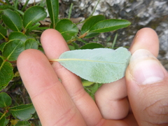 Salix glabra
