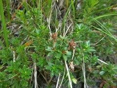 Rhodothamnus chamaecistus