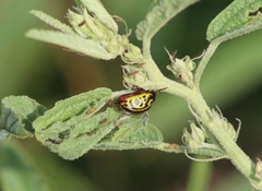 Calligrapha serpentina