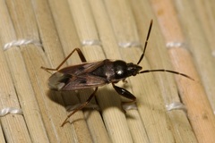 Eremocoris fenestratus