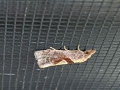 Pelochrista similiana