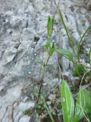 Gentianella