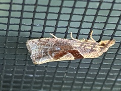 Pelochrista similiana