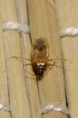 Amphiareus obscuriceps