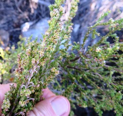 Erica serrata