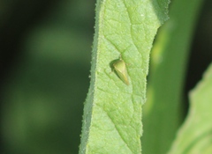 Spissistilus festinus