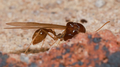 Aphaenogaster
