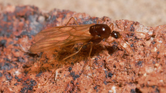 Aphaenogaster
