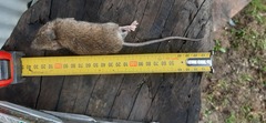 Rattus exulans
