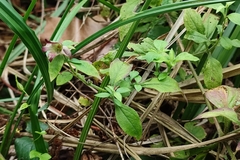 Silene baccifera