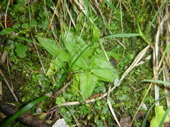 Pinguicula alpina