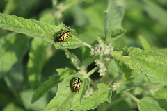 Calligrapha serpentina