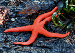 Henricia