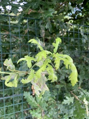 Quercus cerris
