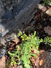 Quercus cerris