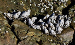 Pollicipes polymerus