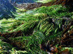 Phyllospadix scouleri