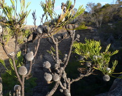 Isopogon anethifolius