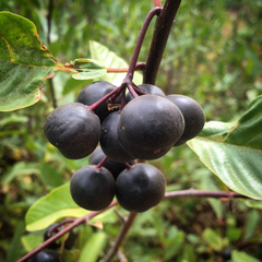 Frangula rubra