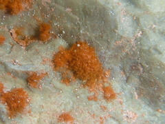 Trentepohlia aurea