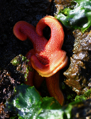 Henricia