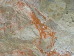 Trentepohlia aurea