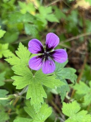 Geranium pusillum
