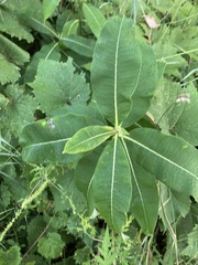 Asclepias syriaca