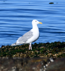 Larus glaucescens