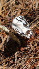 Melanargia lachesis