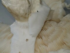 Amanita strobiliformis