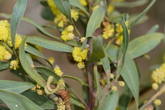 Acacia