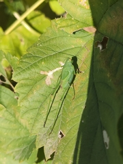 Phaneroptera