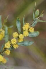 Acacia