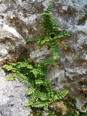 Asplenium trichomanes inexpectans