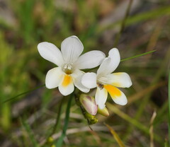 Freesia